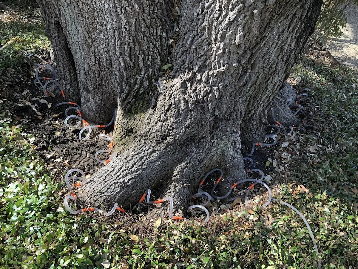 Detailed Tree Cabling and Bracing job site in Orange Grove