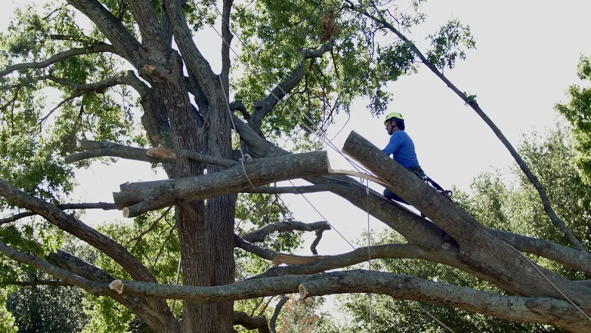 Professional Hazardous Tree Removal performed by certified arborists in Orange Grove
